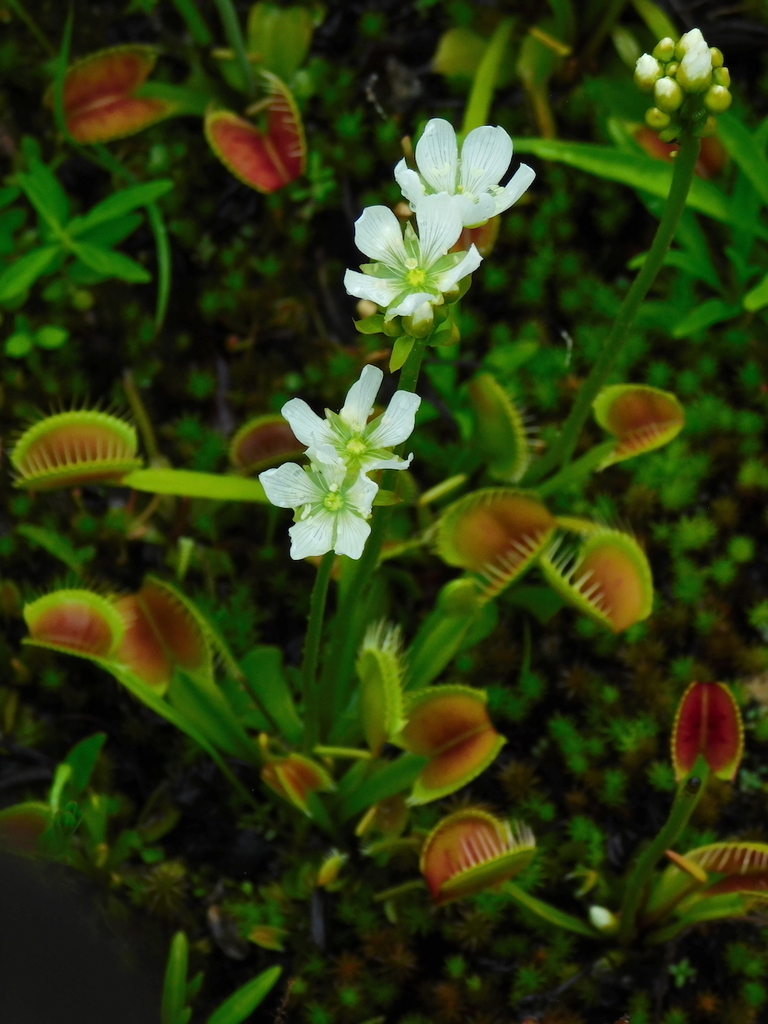 Venus Atrapamoscas — Dionaea muscipula