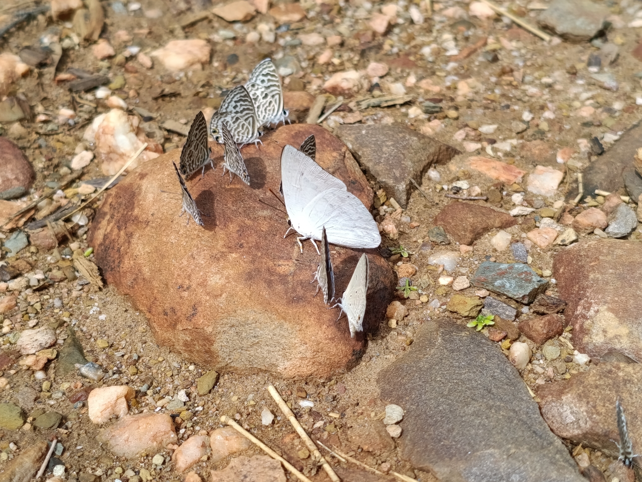 Indian Sunbeam