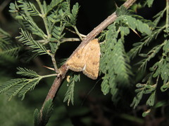 Micrathetis triplex