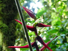 Heliconia virginalis