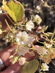 Dombeya rotundifolia image