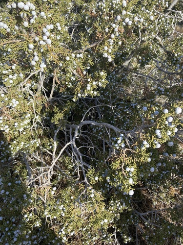 iNaturalist observation photo of California juniper