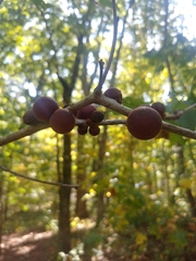 Disholcaspis globosa