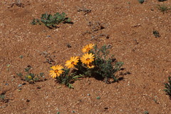 Dimorphotheca pinnata