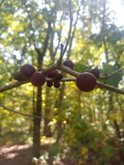 Disholcaspis globosa