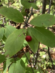 Ilex mucronata image