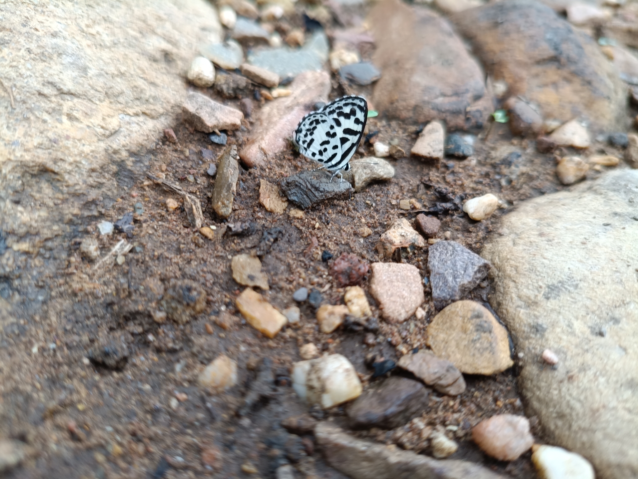 Common Pierrot