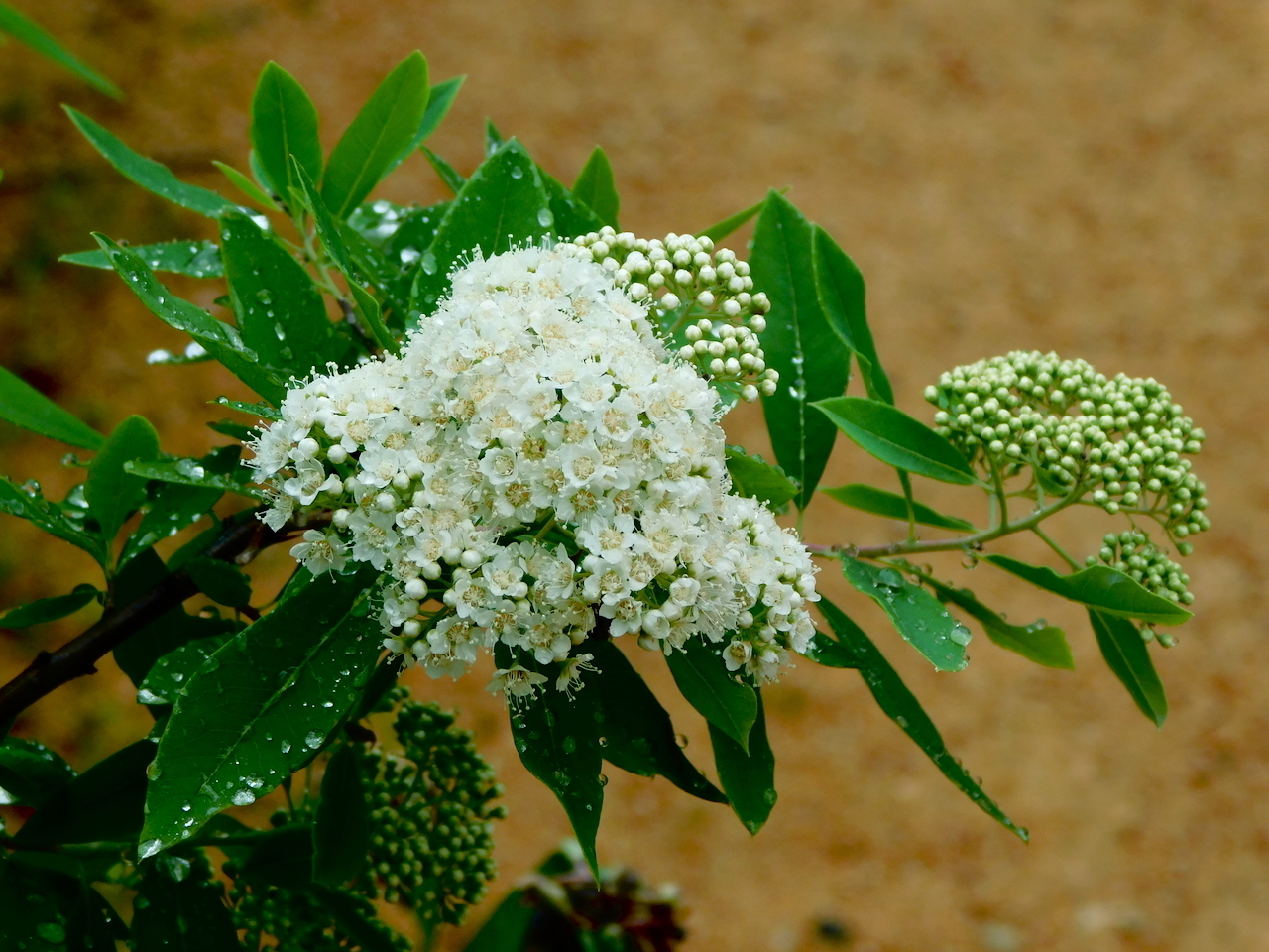 Spiraea virginiana