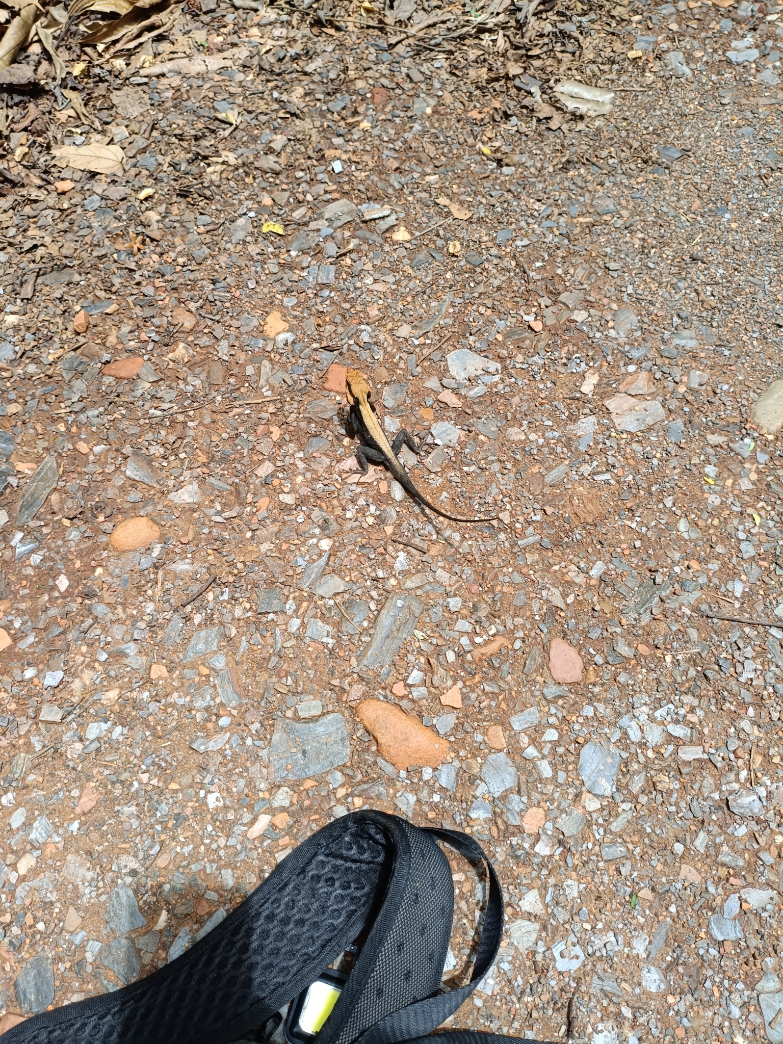 Peninsular Rock Agama