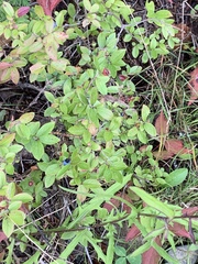 Vaccinium myrtilloides image