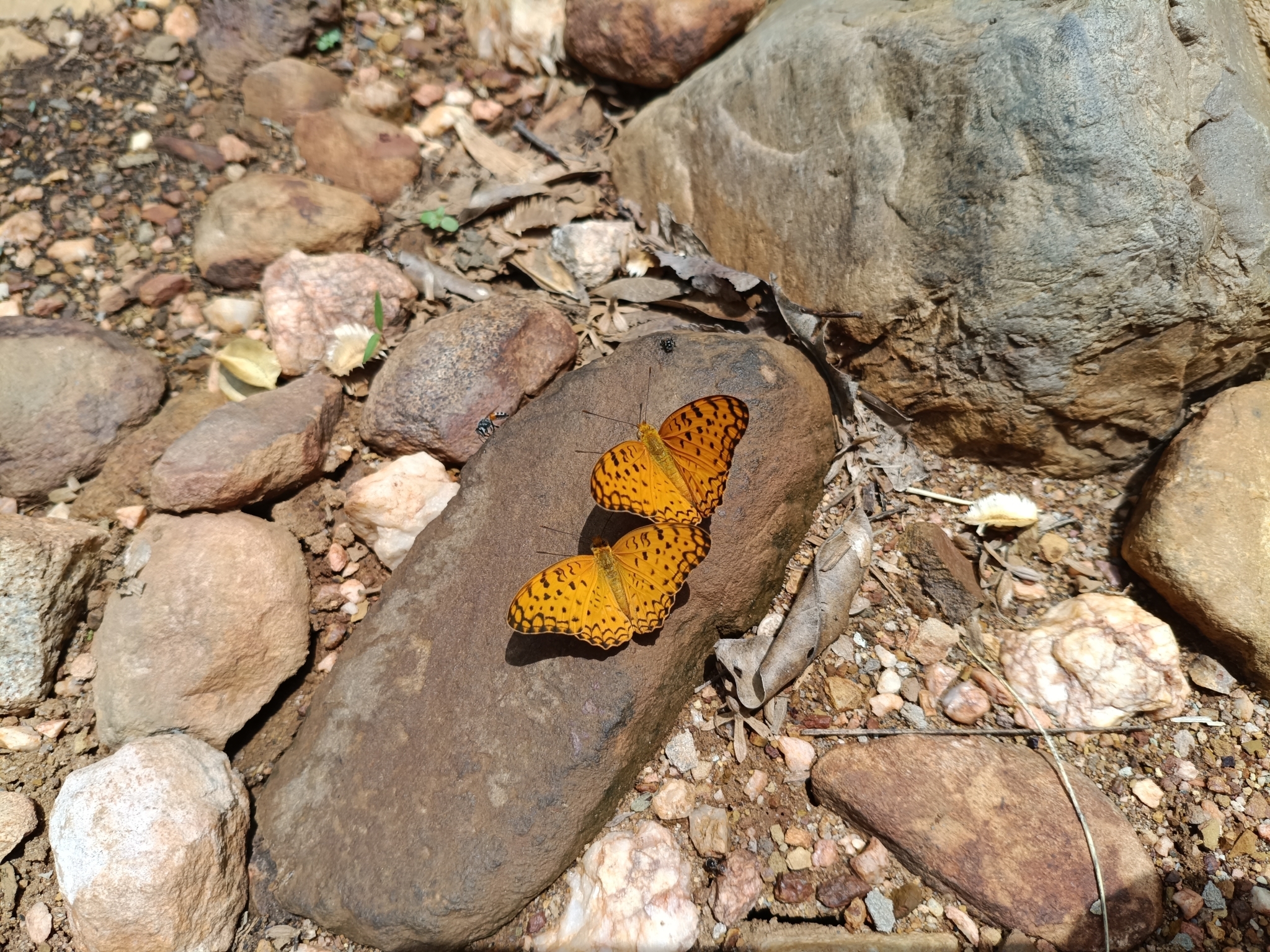 Common Leopard