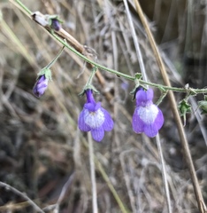 Sairocarpus pusillus