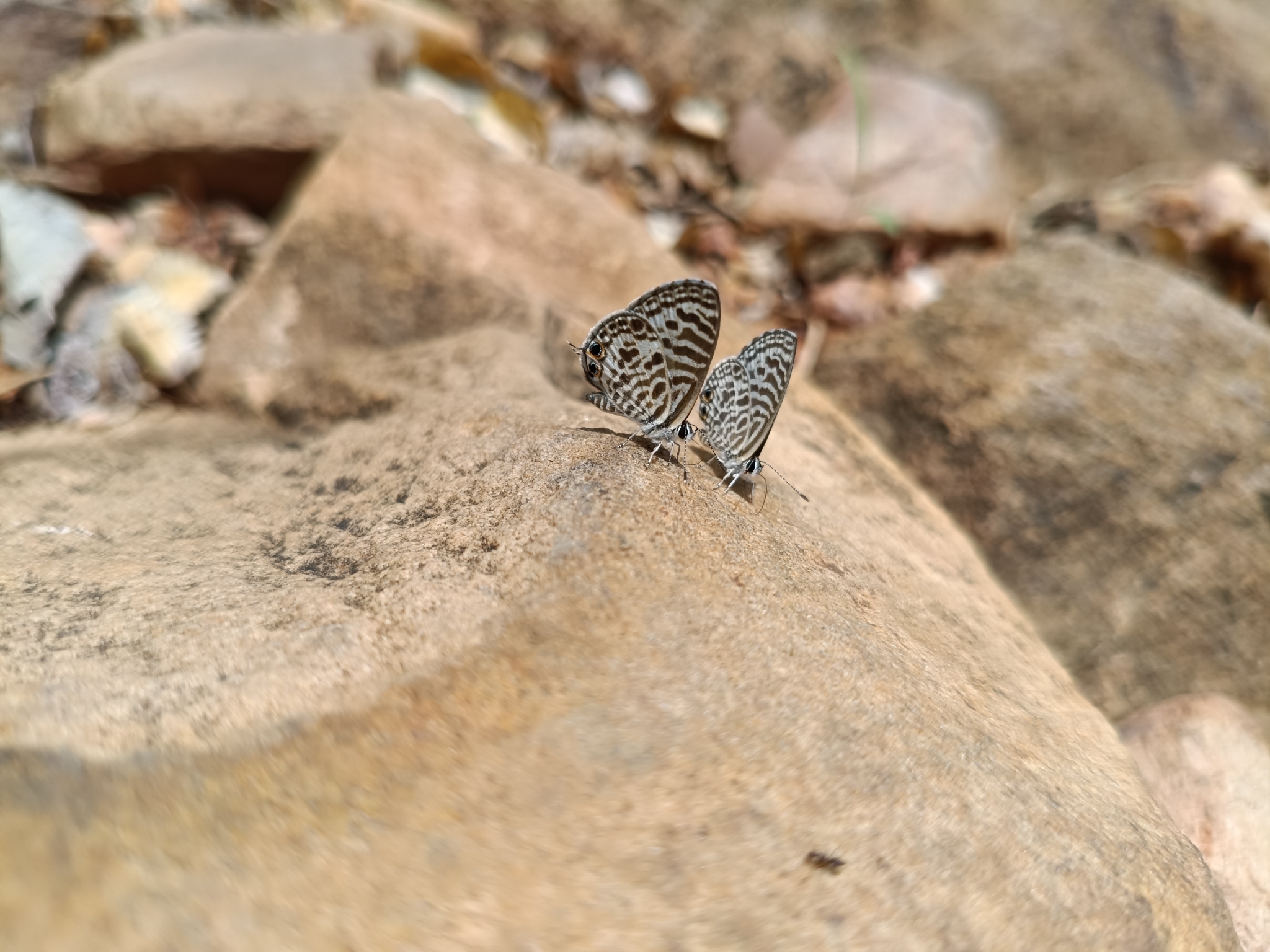 Zebra Blue