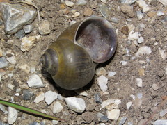 Pomacea flagellata