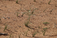 Trachyandra bulbinifolia