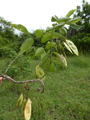 Dalbergia bracteolata image