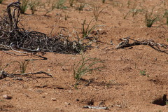 Trachyandra bulbinifolia