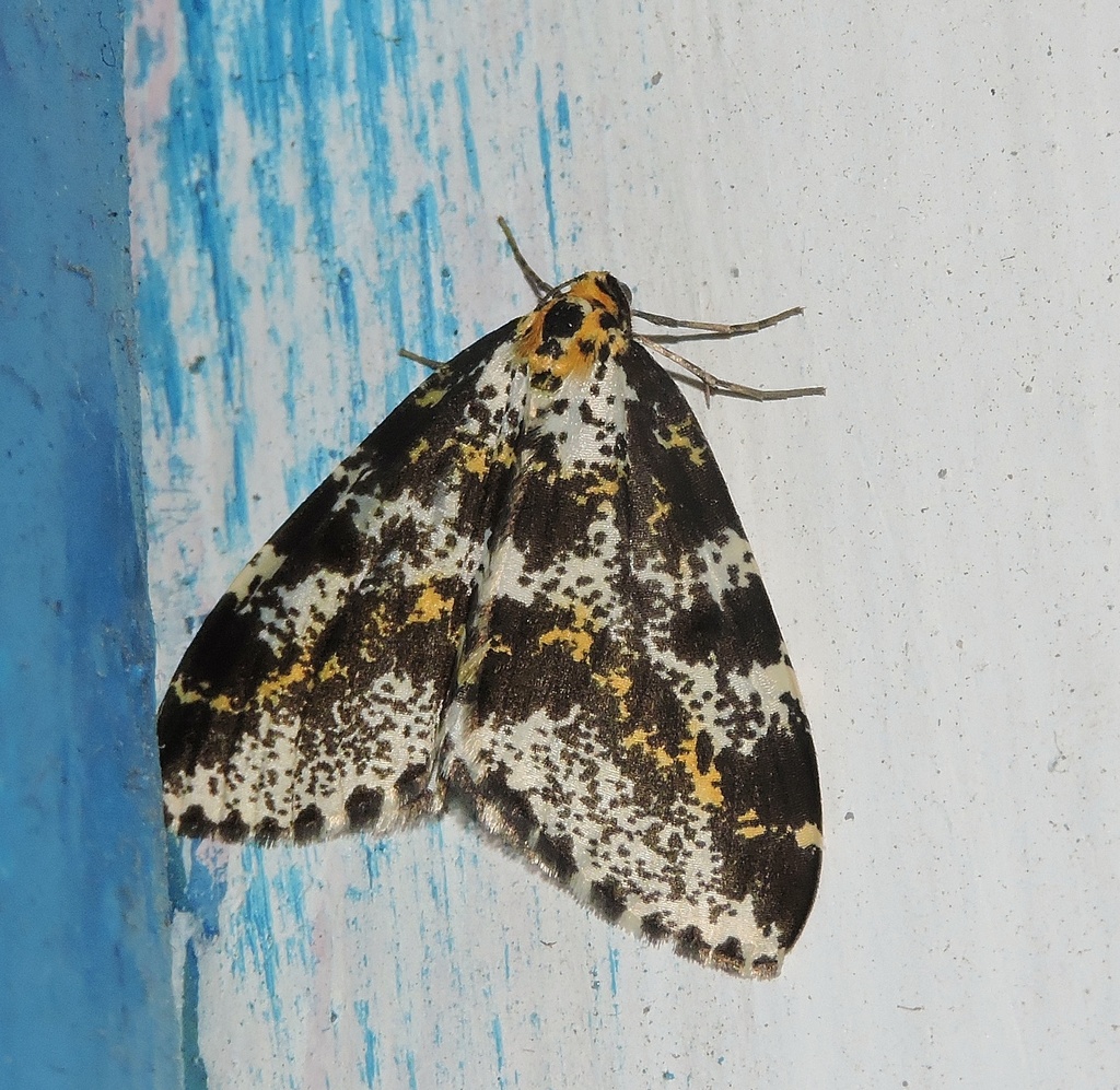 Abraxas picaria