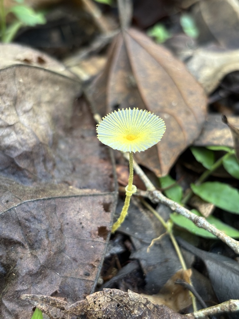 Leucocoprinus fragilissimus · May 2025 · photo: © criadamata (iNaturalist, cc-by)