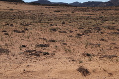 Trachyandra bulbinifolia