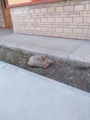 Gopherus flavomarginatus