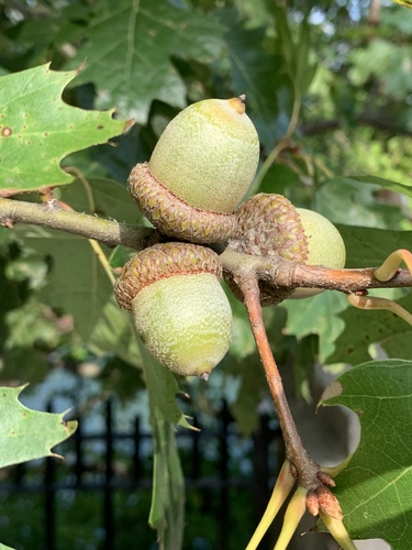 northern red oak (Quercus rubra)