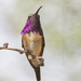 Lucifer Hummingbird - Photo (c) Melody Lytle, some rights reserved (CC BY-NC)