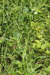 Vicia narbonensis, photograph (c) Olivier Argagnon, some rights reserved (CC BY)