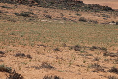 Trachyandra bulbinifolia