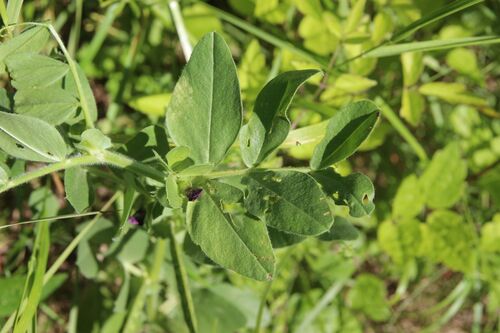 Vicia narbonensis, photograph 6