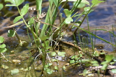 Lilaeopsis schaffneriana, photograph author not stated, no rights reserved