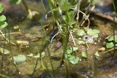 Lilaeopsis schaffneriana, photograph author not stated, no rights reserved