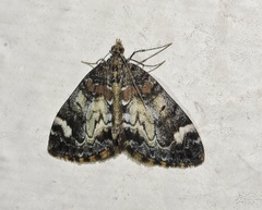 Dysstroma shirakawai