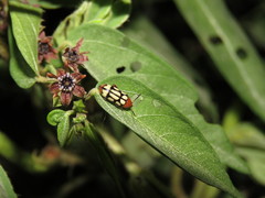Disonycha scriptipennis