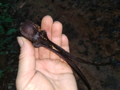 Dipterocarpus