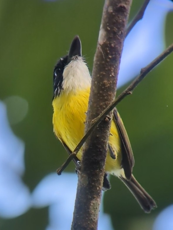 Black-headed Tody-Flycatcher (Todirostrum nigriceps), photo 8