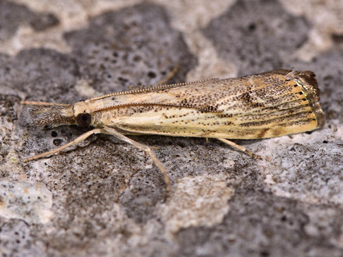 Agriphila tolli Bleszynski, 1952