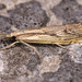 Agriphila tolli - Photo (c) Paolo Mazzei, some rights reserved (CC BY-NC), uploaded by Paolo Mazzei