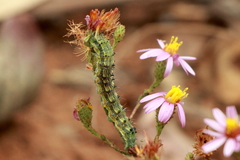 Heliothis phloxiphaga