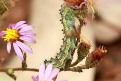 Heliothis phloxiphaga