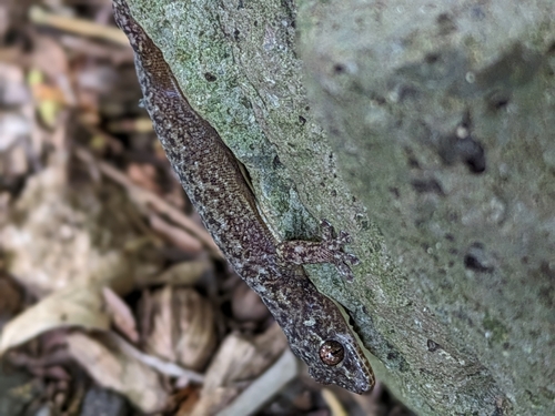 Gehyra mutilata observed 2025-05-27