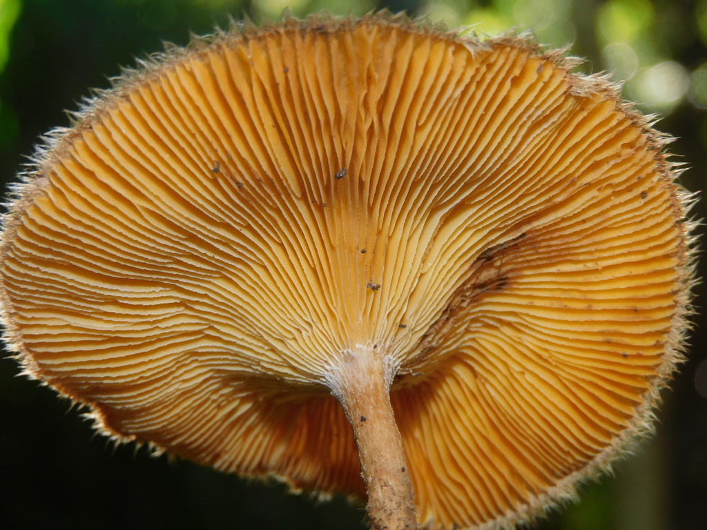 Lentinus berteroi · May 2025 · photo: © ana_ads (iNaturalist, cc-by)