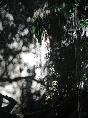 Trichocentrum andreanum