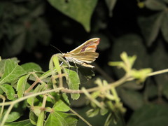 Agathodes monstralis