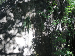 Trichocentrum andreanum