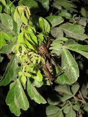 Ancistrocercus circumdatus