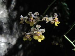Trichocentrum andreanum