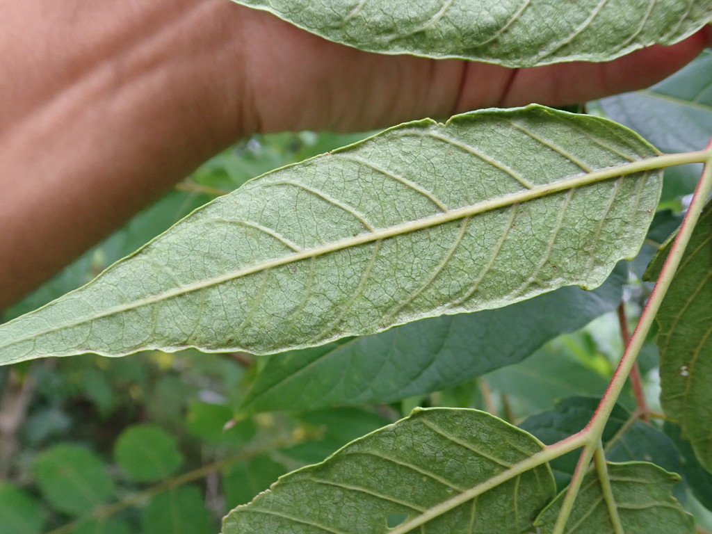 Ailanthus Leafcurl Mite