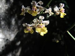 Trichocentrum andreanum