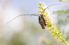 Sphaenothecus bilineatus